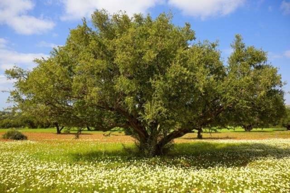 Magnificent Argan Tree