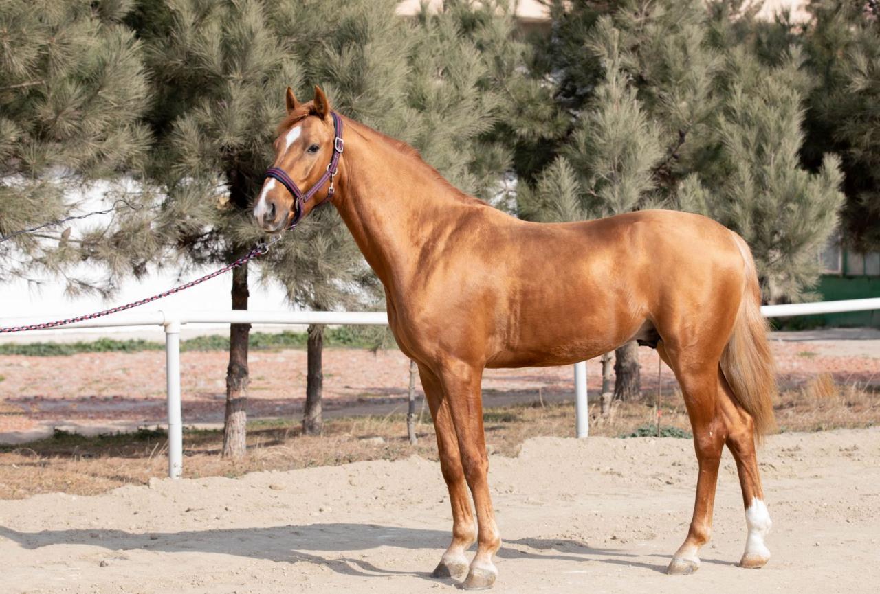 Karabakh horses to be put up for auction